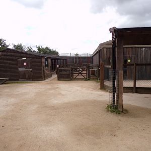 Domestic goat enclosure 7.7.24