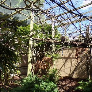 Coppery titi enclosure 7.7.24