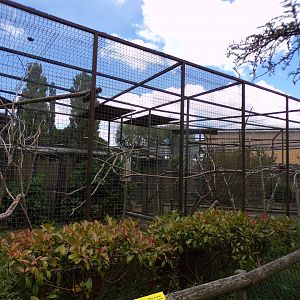 Yellow-shouldered amazon aviary 7.7.24