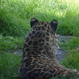 Amur leopard 7.7.24