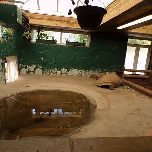 Aldabra giant tortoise indoors 7.7.24