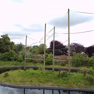 Gibbon forest aviary 7.7.24