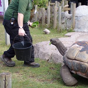 Aldabra giant tortoise 7.7.24