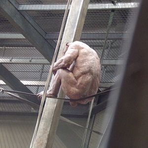 Chimpanzee “Jambo”  7.7.24