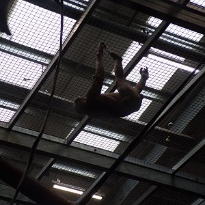 Chimpanzee “Jambo” climbing 7.7.24