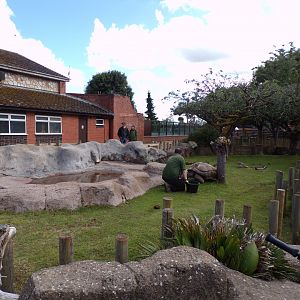 Aldabra giant tortoise enclosure 7.7.24