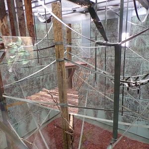 Gibbon forest indoor area 7.7.24