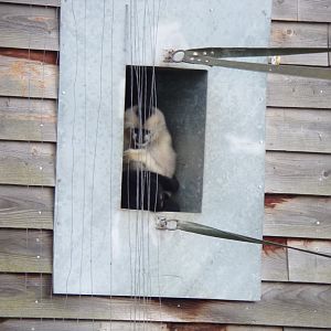 Northern white-cheeked gibbons 7.7.24