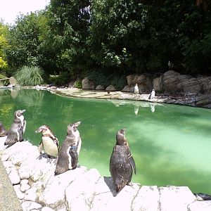 Humboldt penguin pool 7.7.24