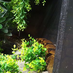 Boa constrictor 7.7.24