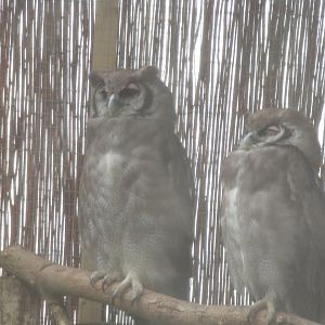 Verreux’s eagle owls 7.7.24