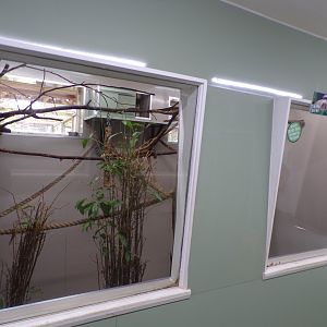 Silvery marmoset indoors 7.7.24