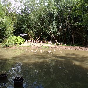Chilean flamingo enclosure 7.7.24
