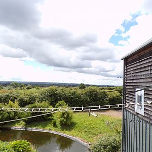 Gibbon access to indoor area and view 7.7.24