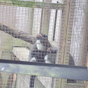 De brazza’s monkeys 7.7.24