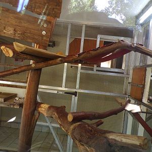 Dusky langur indoors 7.7.24