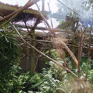 Silvery marmoset enclosure 7.7.24