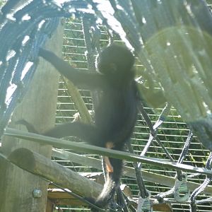 Columbian black spider monkey youngster 7.7.24