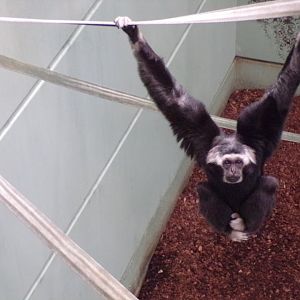 Pileated gibbon 7.7.24