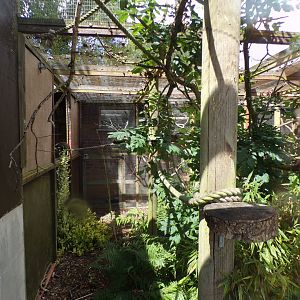 Emperor tamarin enclosure 7.7.24