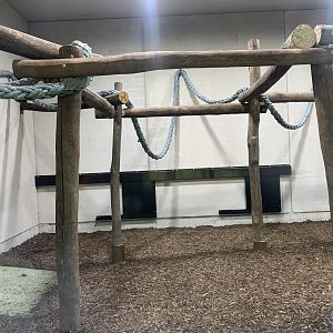 Indoor chimpanzee enclosure