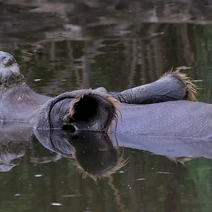 Indian rhinoceros (Rhinoceros unicornis)