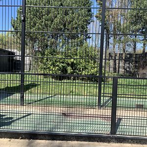 Second New enclosure for Tiger