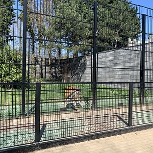 Second New enclosure for Tiger