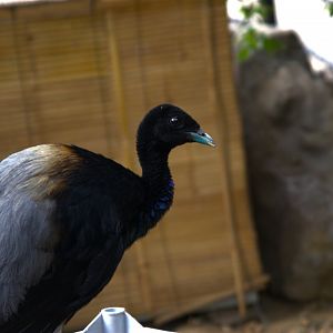 Grey-winged Trumpeter (Psophia crepitans)