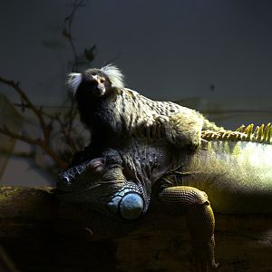 White Tufted-ear Marmoset (Callithrix jacchus) and Green Iguana (Iguana iguana)