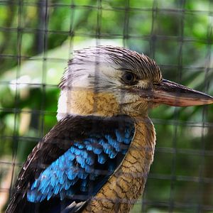 Blue-winged Kookaburra (Dacelo leachii)