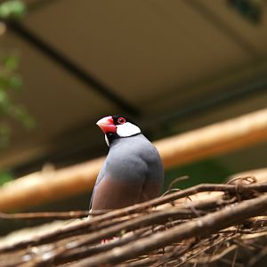 Java Sparrow (Padda oryzivora)