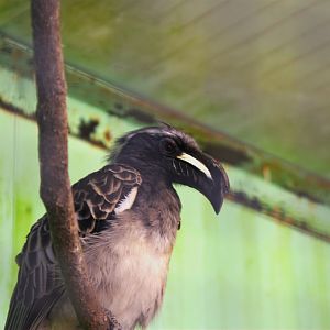 African Grey Hornbill (Lophoceros nasutus)