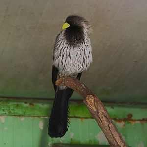 Western Plantain-eater (Crinifer piscator)