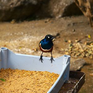 Superb Starling (Lamprotornis superbus)