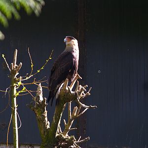 Crested Caracara (Caracara plancus)