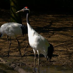 Red-crowned Crane (Grus japonensis)