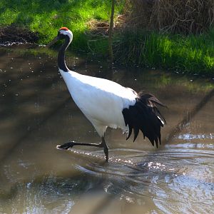 Red-crowned Crane (Grus japonensis)