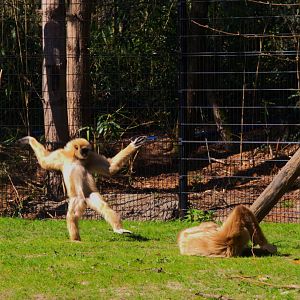 Lar Gibbon (Hylobates lar)