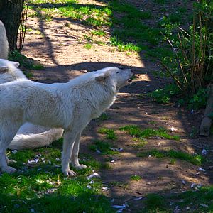 Wolf (Canis lupus)