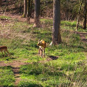 Red Lechwe (Kobus Leche Leche) and Common Impala (Aepyceros melampus melampus)