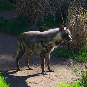 Striped Hyena (Hyaena hyaena)