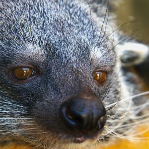 Binturong (Arctictis binturong)