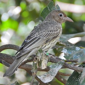 Female Figbird (or Oriole?)