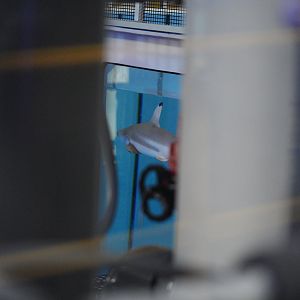 Blacktip Reef Shark (in holding pool)