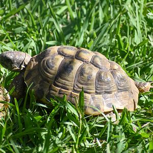 Horsfield's Tortoise?