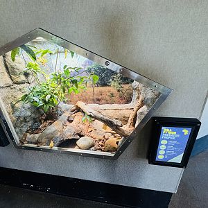 Ball Python enclosure