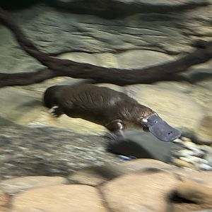 Platypus