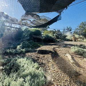 Snow leopard enclosure #2