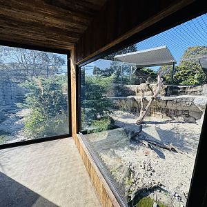 Snow leopard enclosure #1